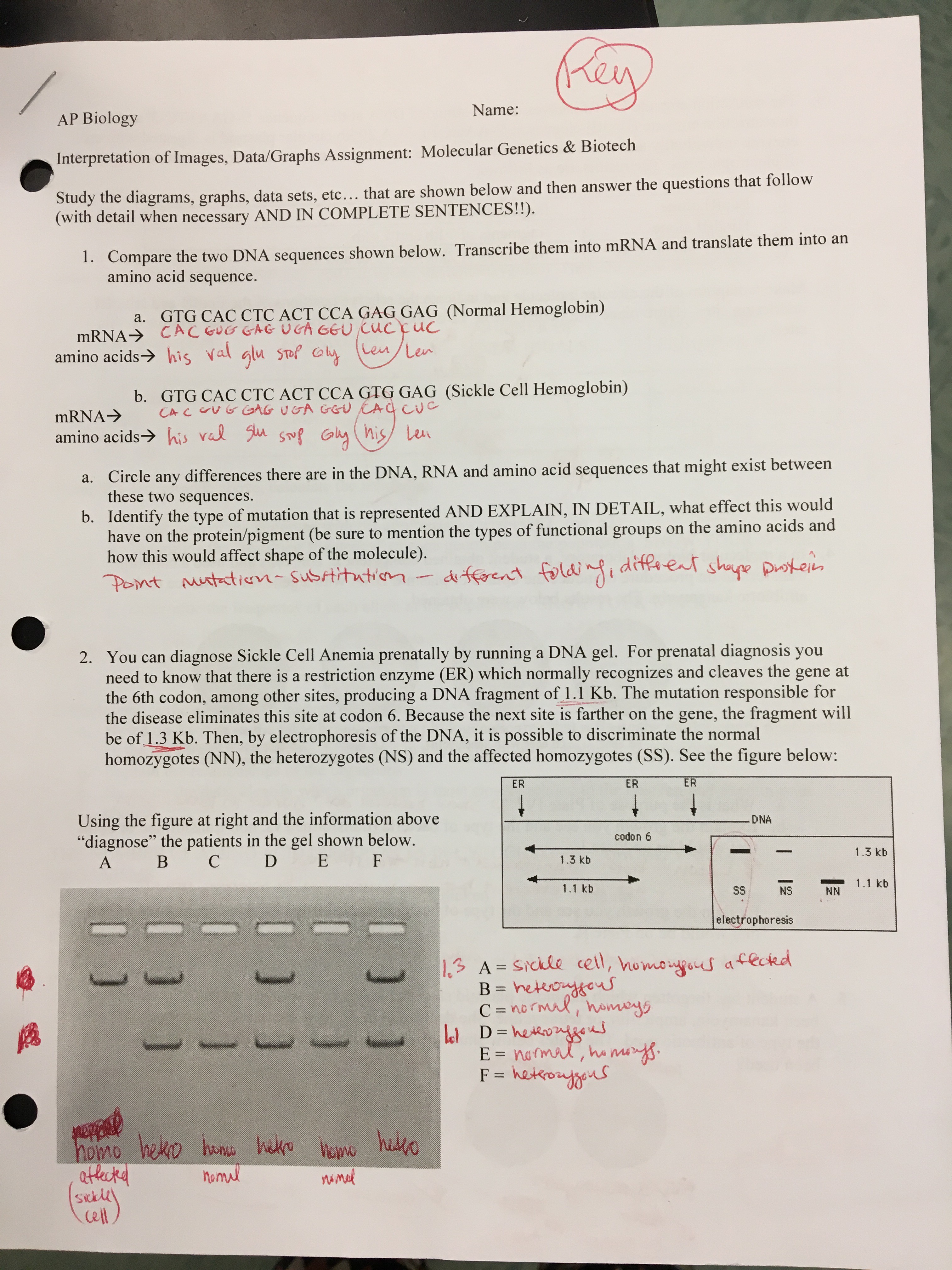 Pogil Activities For Ap Biology Answer Key Control Of Gene Expression